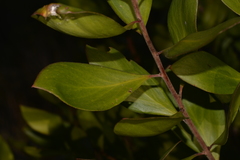 Persoonia stradbrokensis