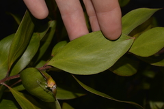 Persoonia stradbrokensis