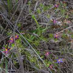 Calectasia gracilis