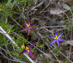 Calectasia gracilis