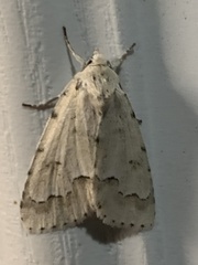 Acronicta innotata