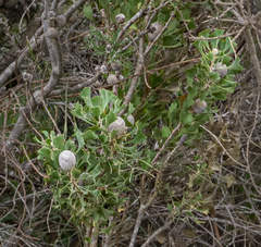Isopogon trilobus