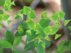 Euphorbia angulata