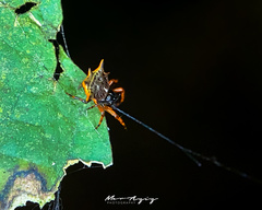 Macracantha