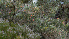 Grevillea coccinea