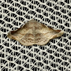 Oenochroma turneri