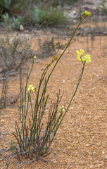 Glischrocaryon aureum