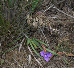 Patersonia occidentalis