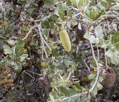 Banksia lemanniana