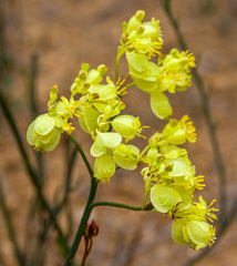 Glischrocaryon aureum