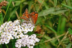 Lycaena phlaeas
