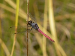 Orthetrum migratum