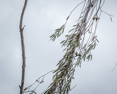 Eucalyptus sepulcralis