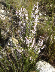 Erica pubigera