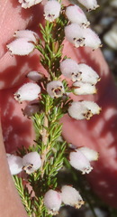 Erica pubigera