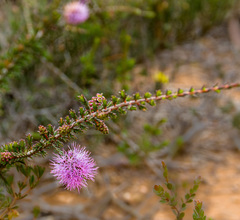 Melaleuca jonesii