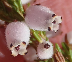 Erica pubigera