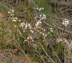 Lysinema ciliatum