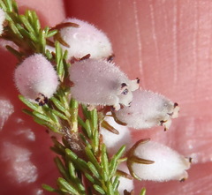 Erica pubigera