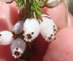 Erica pubigera