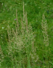 Calamagrostis varia