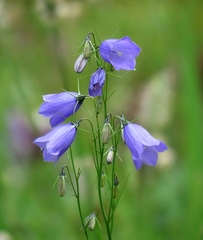 Campanula witasekiana