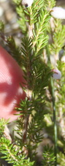 Erica pubigera
