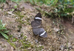 Hagnagora anicata