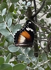 Hypolimnas bolina nerina