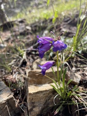 Penstemon hallii