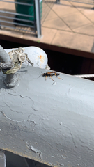 Sceliphron caementarium