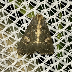 Condica dolorosa