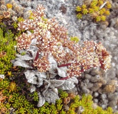 Anisotome lanuginosa
