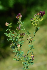 Medicago