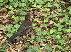 Turdus merula