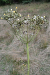 Sonchus palustris