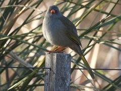 Embernagra platensis