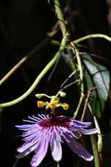 Passiflora amethystina