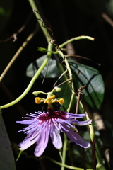 Passiflora amethystina