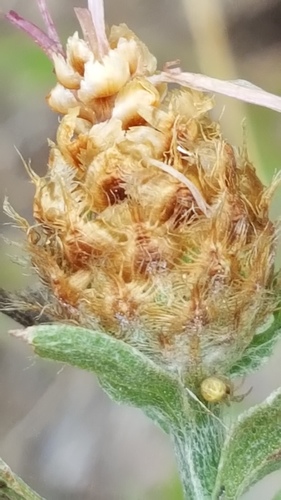 Meadow Knapweed (Centaurea thuillieri)