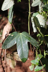Passiflora amethystina