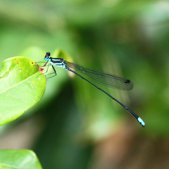 Esme mudiensis