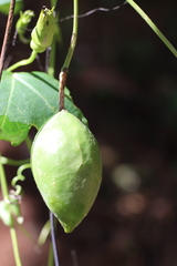 Passiflora amethystina