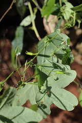 Passiflora amethystina