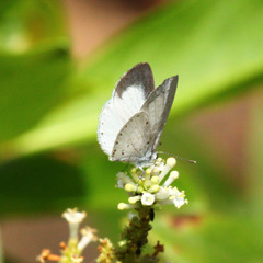 Udara akasa