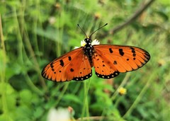 Acraea terpsicore