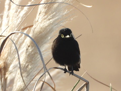 Hymenops perspicillatus