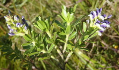 Psoralea spicata