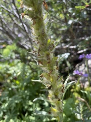 Pedicularis bracteosa