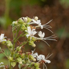 Clerodendrum infortunatum